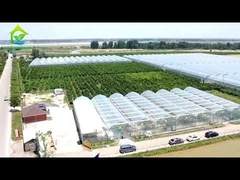Landbouwtunnelfilmserre Single Layer Multi Span