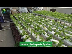 Verticale landbouw Grondloze teelt Hydrocultuur NFT vierkant pijpsysteem