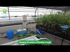 Hangende aardbeien plantenbak Ruimtebesparend