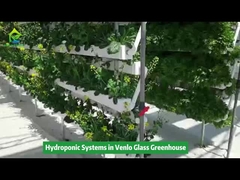 Verticale hydrocultuur irrigatieapparatuur in de kas van Venlo