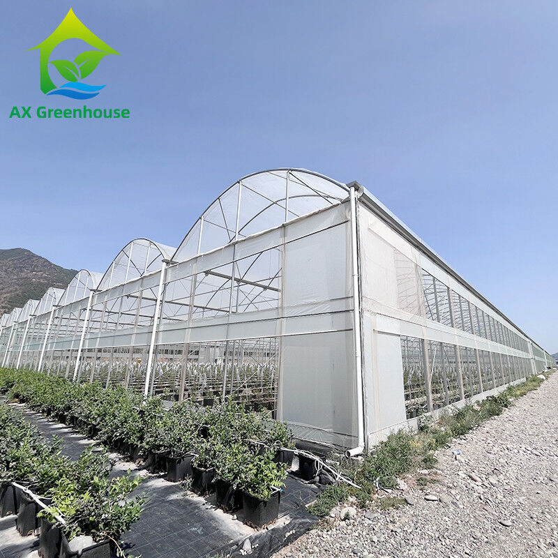 Warm gegalvaniseerde staalstructuur Multi-Span Plastic Film Custom kas met tropische top ventilatie zagtand ontwerp