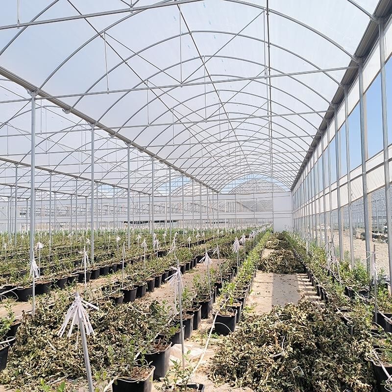 Staalstructuur Landbouw Poly Tunnel Zwarte schaduw Multi-span kas met optionele koelsysteem
