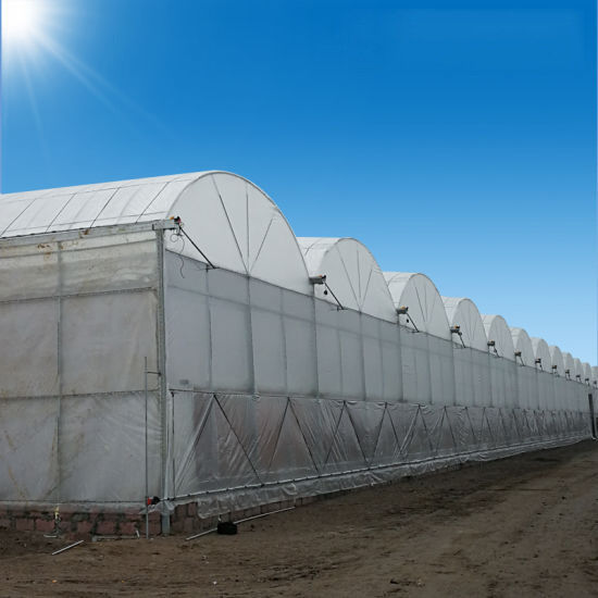 Warme verkoop op maat gemaakt poly tunnel multi-span UV-bestendige film kassen voor tomaten