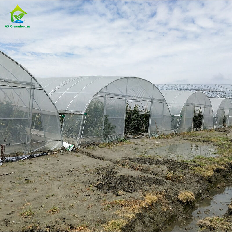 Goedkope plastic PE-film UV-bestendige enkelvoudige groente-fruitkast kastent