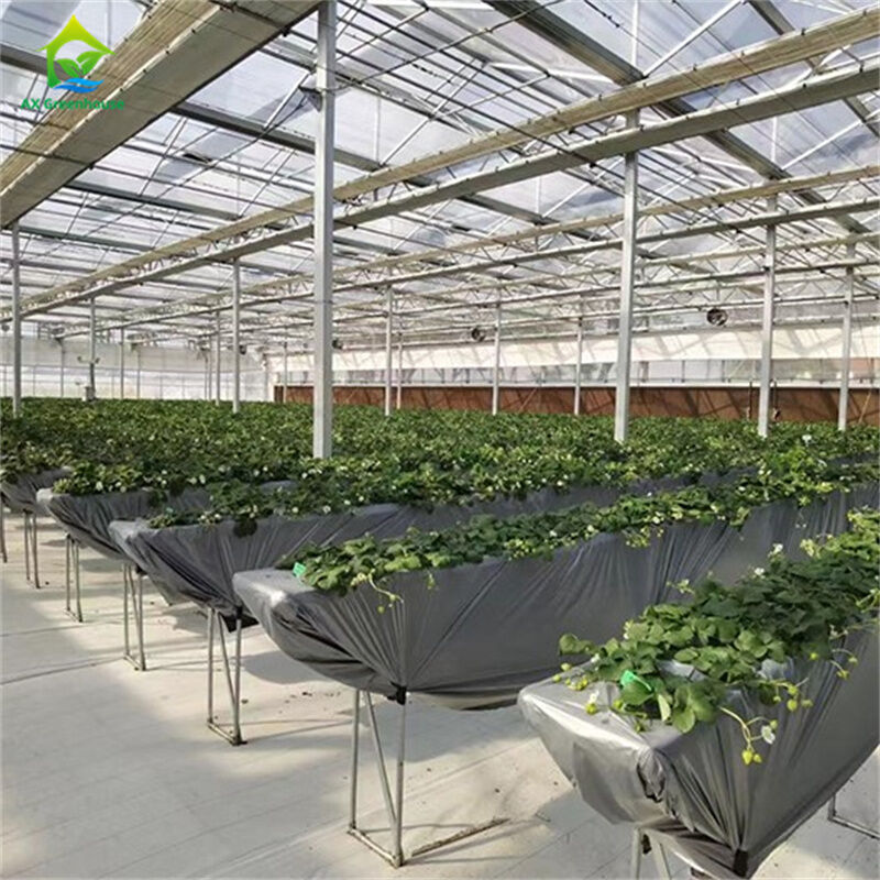 Intelligente gehard glas transparante groene kas Grote multi-span thermisch verzinkte stalen buis Landbouw glazen kassen voor planten- en bloementeelt