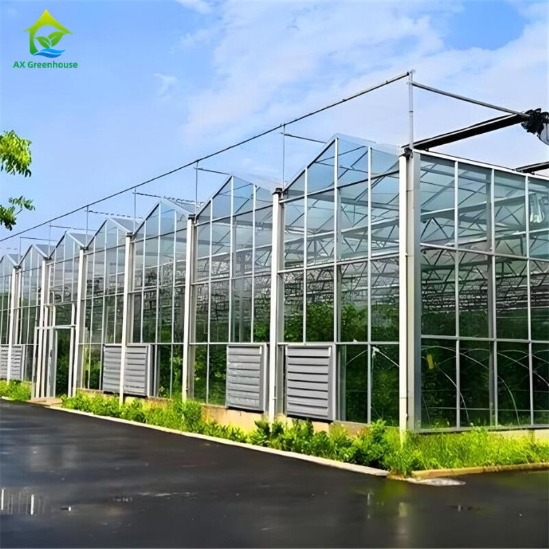 Grote commerciële Venlo-glaskas met zadenbed hydroponisch voor tomaten en aardbeien