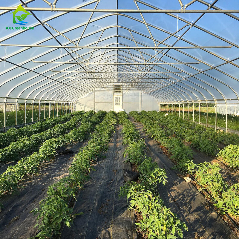 Goedkope landbouwgreenhouse commerciële kas Intelligente single-span kas voor tomatenplanting