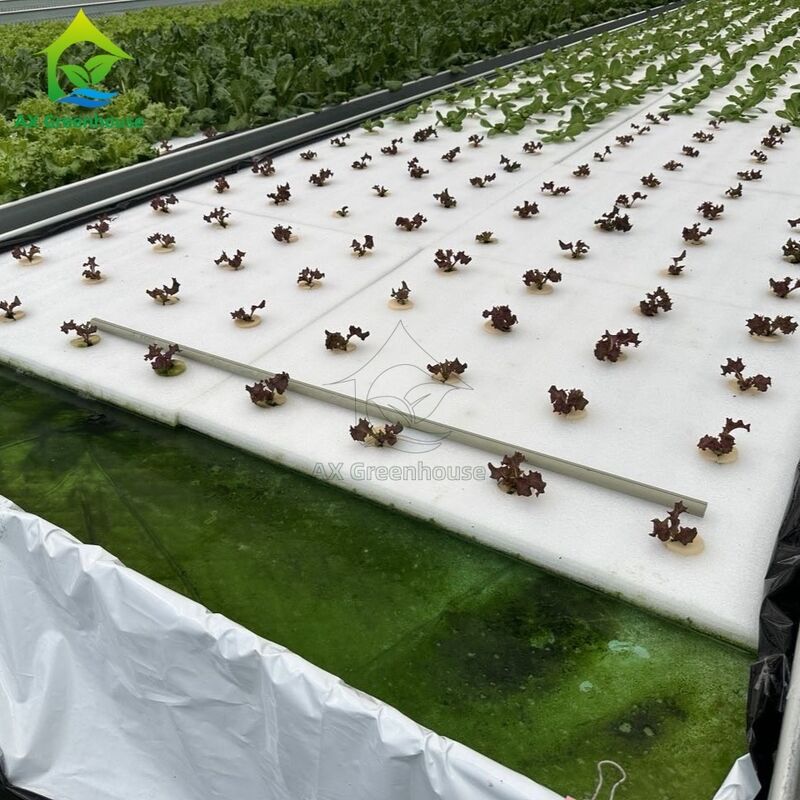 Ebb&Flow Roltafel Drijvend Bord DWC Diep Water Cultuur Kas Zonder Grond Groenten Teelt