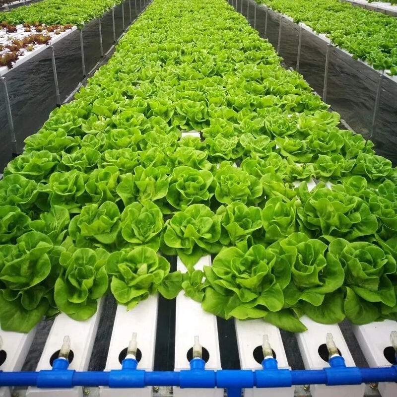 Voedingsmiddelen PVC NFT hydroponisch geulen systeem met UV-remmers en aanpasbare afmetingen voor commerciële kassen